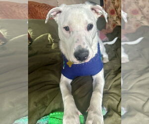 Mutt Dogs for adoption in Sandy, UT, USA