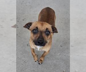 Chihuahua Dogs for adoption in Bakersfield, CA, USA