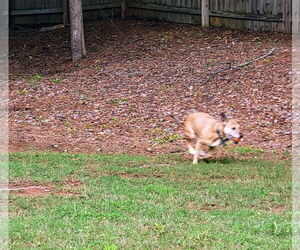 Mutt Dogs for adoption in Atlanta, GA, USA