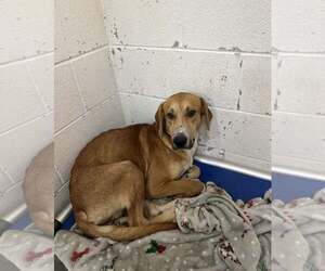 Mutt Dogs for adoption in Rowlett, TX, USA