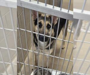 German Shepherd Dog Dogs for adoption in Decatur, IL, USA