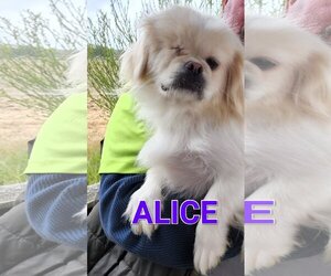Pekingese Dogs for adoption in Seaford, DE, USA