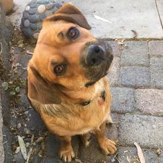 Beagi Dogs for adoption in Lebanon, OR, USA