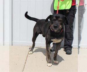 Mastiff Dogs for adoption in Louisville, KY, USA