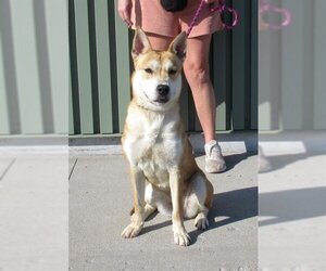 Shiba Inu Dogs for adoption in Louisville, KY, USA