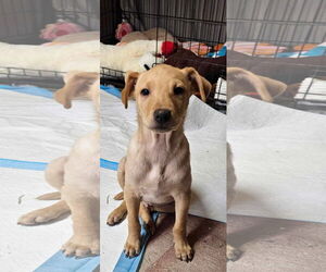 Mutt Dogs for adoption in Farmerville, LA, USA