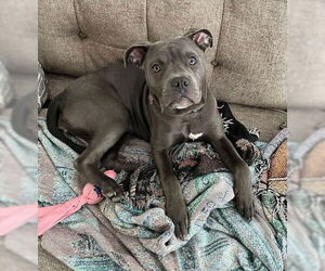American Pit Bull Terrier Dogs for adoption in Rockville, MD, USA
