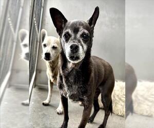 Chihuahua Dogs for adoption in San Bernardino, CA, USA