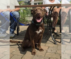 Labrador Retriever-Unknown Mix Dogs for adoption in Germantown, OH, USA