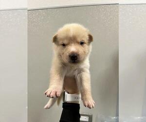 Siberian Husky-Unknown Mix Dogs for adoption in Tracy, CA, USA