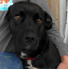 Mastador Dogs for adoption in Oskaloosa, IA, USA