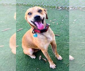 Beagle-Unknown Mix Dogs for adoption in Texas City, TX, USA