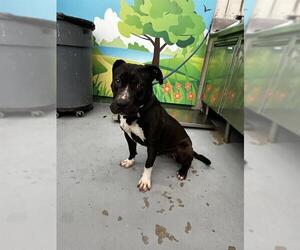Bull Terrier-Unknown Mix Dogs for adoption in Waco, TX, USA