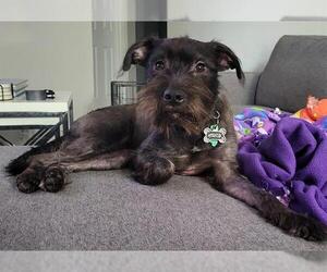 - Mix Dogs for adoption in San Antonio, TX, USA