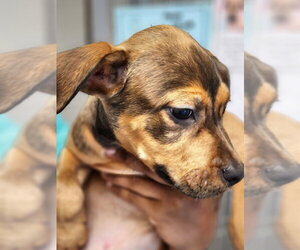 Mutt Dogs for adoption in Hilton Head, SC, USA