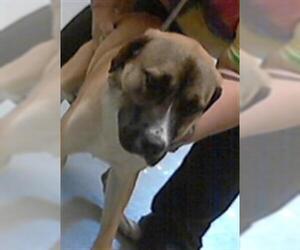German Shepherd Dog-Unknown Mix Dogs for adoption in Fayetteville, NC, USA