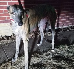 Greyhound Dogs for adoption in THORNTON, CO, USA