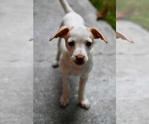 Chihuahua-Unknown Mix Dogs for adoption in Wakefield, RI, USA