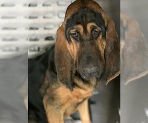 Bloodhound Dogs for adoption in Pembroke, GA, USA