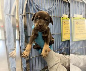 Labrador Retriever-Unknown Mix Dogs for adoption in San Antonio, TX, USA