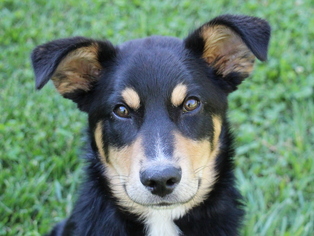 Medium Photo #1 English Shepherd-German Shepherd Dog Mix Puppy For Sale in Cookeville, TN, USA