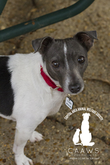 Medium Photo #1 Italian Greyhuahua Puppy For Sale in Baton Rouge, LA, USA