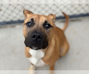 American Pit Bull Terrier Dogs for adoption in Tulsa, OK, USA