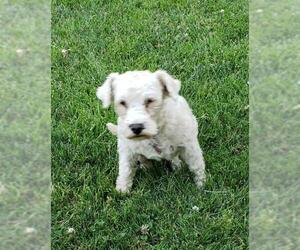 Poodle (Toy)-Unknown Mix Dogs for adoption in Fresno, CA, USA