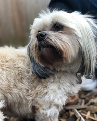 Lhasa Apso Dogs for adoption in Kennesaw, GA, USA