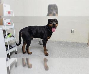 Rottweiler Dogs for adoption in Pasadena, TX, USA