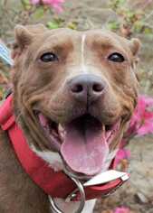 Staffordshire Bull Terrier Dogs for adoption in Abbeville, LA, USA