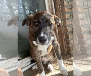 Boxador Dogs for adoption in Slidell, LA, USA