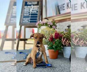 Mutt Dogs for adoption in New London, WI, USA