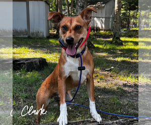 Mutt Dogs for adoption in Newfield, NJ, USA