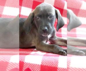 Coonhound Dogs for adoption in Siren, WI, USA