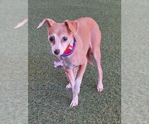 Chihuahua Dogs for adoption in Woodland, CA, USA