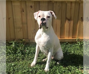 Boxer Dogs for adoption in Clearfield, KY, USA