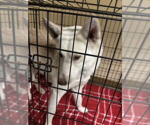 Siberian Husky-Unknown Mix Dogs for adoption in Texas City, TX, USA
