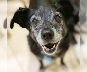 Chiweenie Dogs for adoption in Marina del Rey, CA, USA