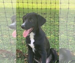 Borador Dogs for adoption in Glenwood, GA, USA
