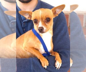 Chihuahua Dogs for adoption in Carrollton, TX, USA