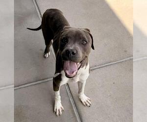 Pointer-Unknown Mix Dogs for adoption in Denver, CO, USA