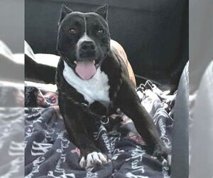 American Staffordshire Terrier-Unknown Mix Dogs for adoption in Lake Forest, CA, USA