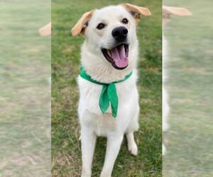Australian Retriever Dogs for adoption in Minneapolis, MN, USA