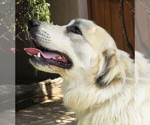 Medium Photo #2 Great Pyrenees Puppy For Sale in Albuquerque, NM, USA