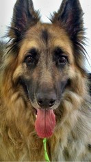 Medium Photo #1 German Shepherd Dog Puppy For Sale in Kansas City, MO, USA