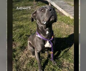 Mutt Dogs for adoption in Conroe, TX, USA