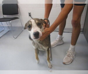 Plott Hound-Unknown Mix Dogs for adoption in Ocala, FL, USA