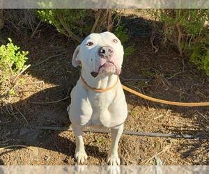 American Pit Bull Terrier Dogs for adoption in Orange, CA, USA
