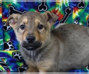 Mutt Dogs for adoption in Thief River Falls, MN, USA